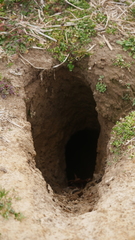 Vulpes vulpes fulvus