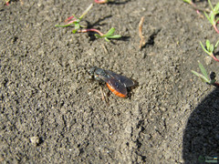 Sphecodes albilabris