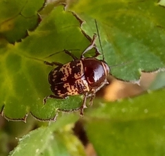 Cryptocephalus irroratus