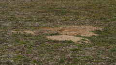 Vulpes vulpes fulvus