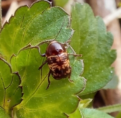 Cryptocephalus irroratus