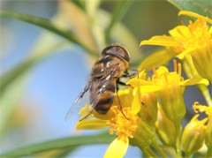 Copestylum quadratum