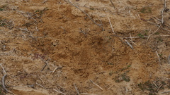 Vulpes vulpes fulvus