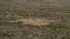 Vulpes vulpes fulvus