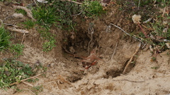 Vulpes vulpes fulvus