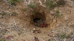 Vulpes vulpes fulvus