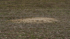 Vulpes vulpes fulvus