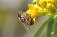 Copestylum quadratum