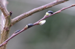 Salix irrorata