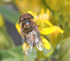 Copestylum quadratum