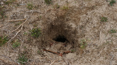 Vulpes vulpes fulvus