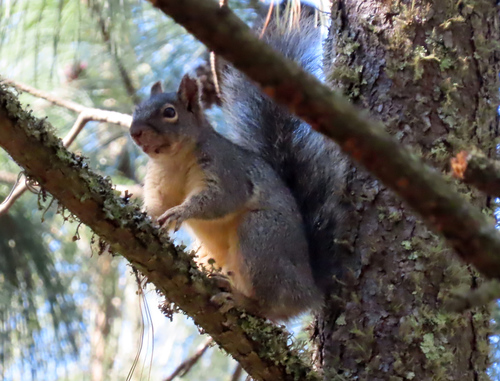 Peters's Squirrel