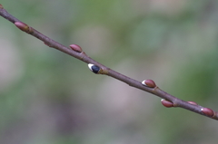 Salix irrorata