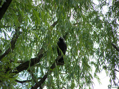 Corvus monedula