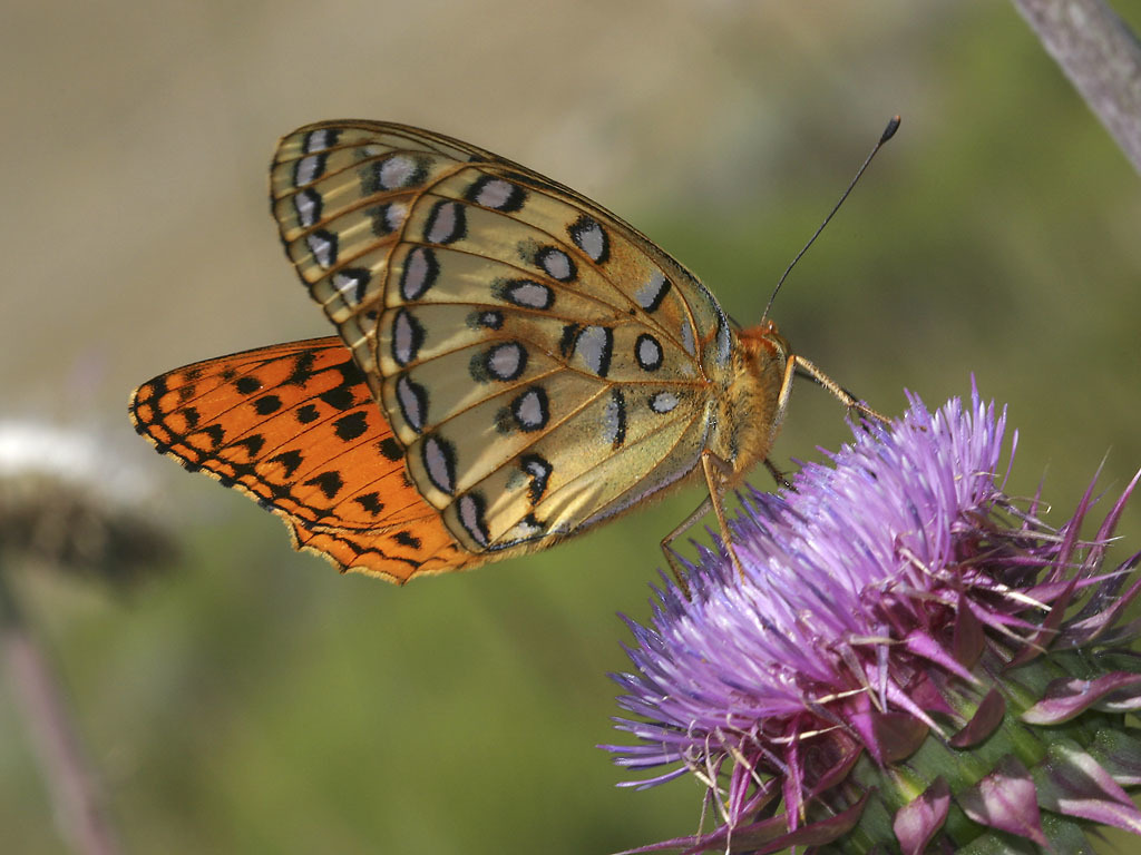 Nokomis Fritillary