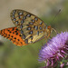 Mariposa Organito Norteño - Photo (c) Bill Bouton, algunos derechos reservados (CC BY-NC-ND)