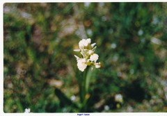 Dactylorhiza insularis