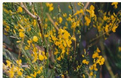 Genista cinerascens