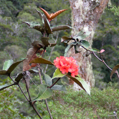 Rhododendron fallacinum