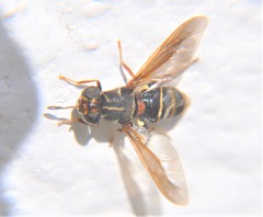 Hermetia comstocki