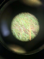 Pseudemoia rawlinsoni