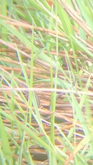 Pseudemoia rawlinsoni