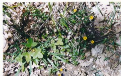 Potentilla anglica