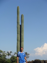 Lophocereus marginatus