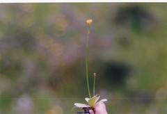 Arnoseris minima