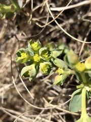 Euphorbia lurida