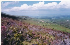 Erica australis