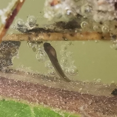 Dendropsophus luddeckei