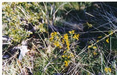 Genista anglica