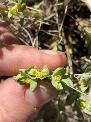 Euphorbia lurida