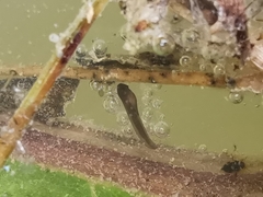 Dendropsophus luddeckei