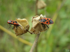 Pyrrhocoris apterus