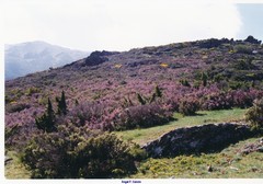 Erica australis