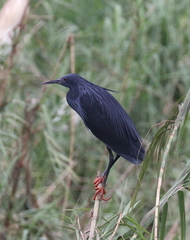 Egretta ardesiaca