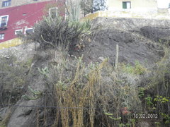 Myrtillocactus geometrizans