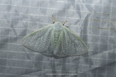 Arctornis marginalis