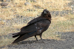 Corvus edithae