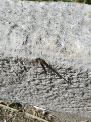 Micrelytra fossularum