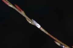 Salix purpurea purpurea