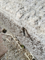 Micrelytra fossularum