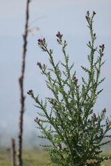 Cirsium lomatolepis