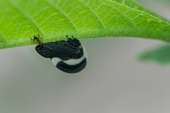 Membracis interrupta