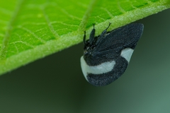 Membracis interrupta