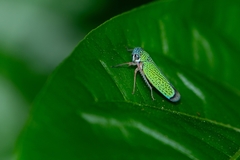 Versigonalia vermiculata