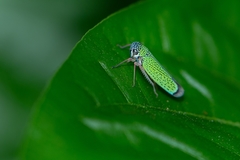 Versigonalia vermiculata