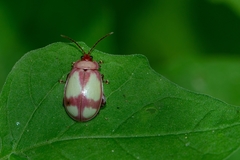 Asphaera communis